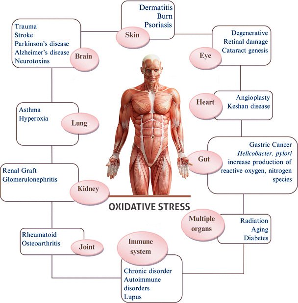 How a Balanced Oxidizer Improves Your Energy and Health