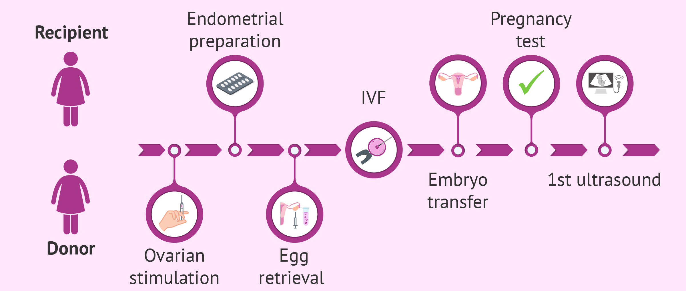 Egg Donation in Michigan: A Step-by-Step Guide for First-Time Donors