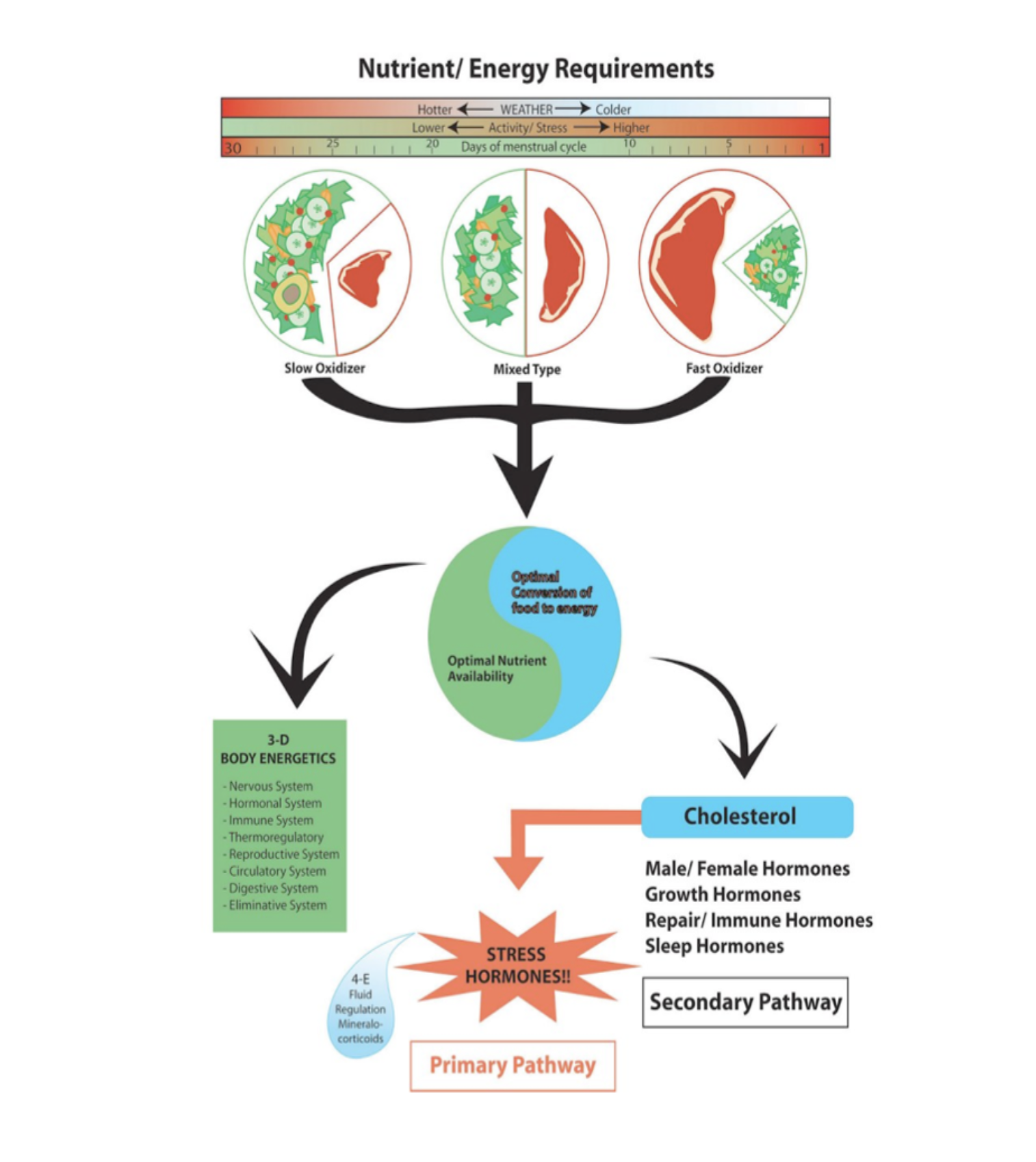 Understanding Slow Oxidizer Metabolism: Best Diet Tips for Optimal Health