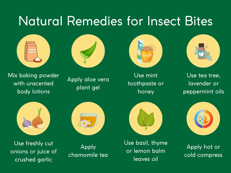 Top Homeopathic Treatments for Bug Bites and Insect Stings