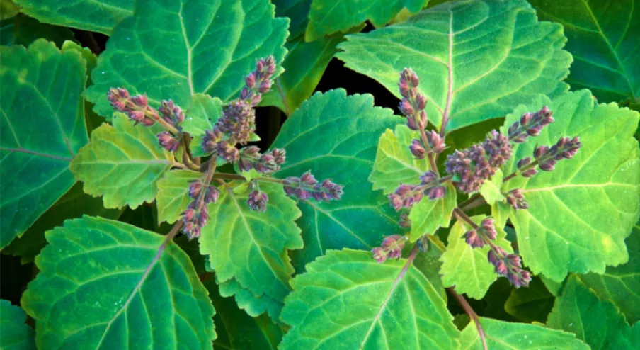 Patchouli as an Aphrodisiac: Does It Really Enhance Libido?