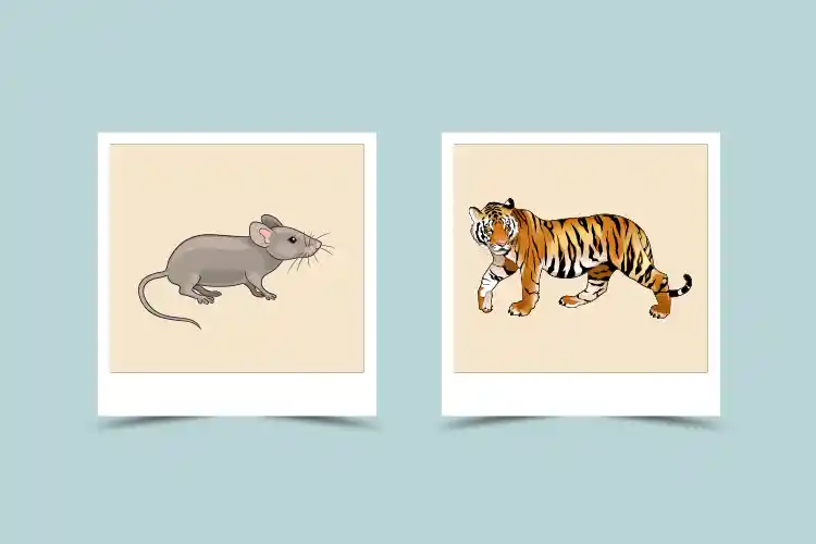 Tiger vs Rat in Love: Can This Zodiac Match Work?