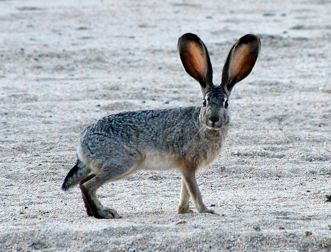 Jack Rabbit Adult Size: How Big Do They Really Get?