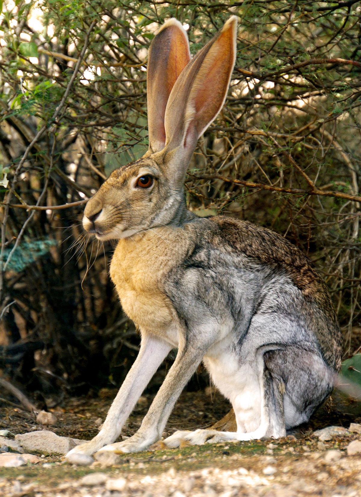 Jack Rabbit Adult Size: How Big Do They Really Get?